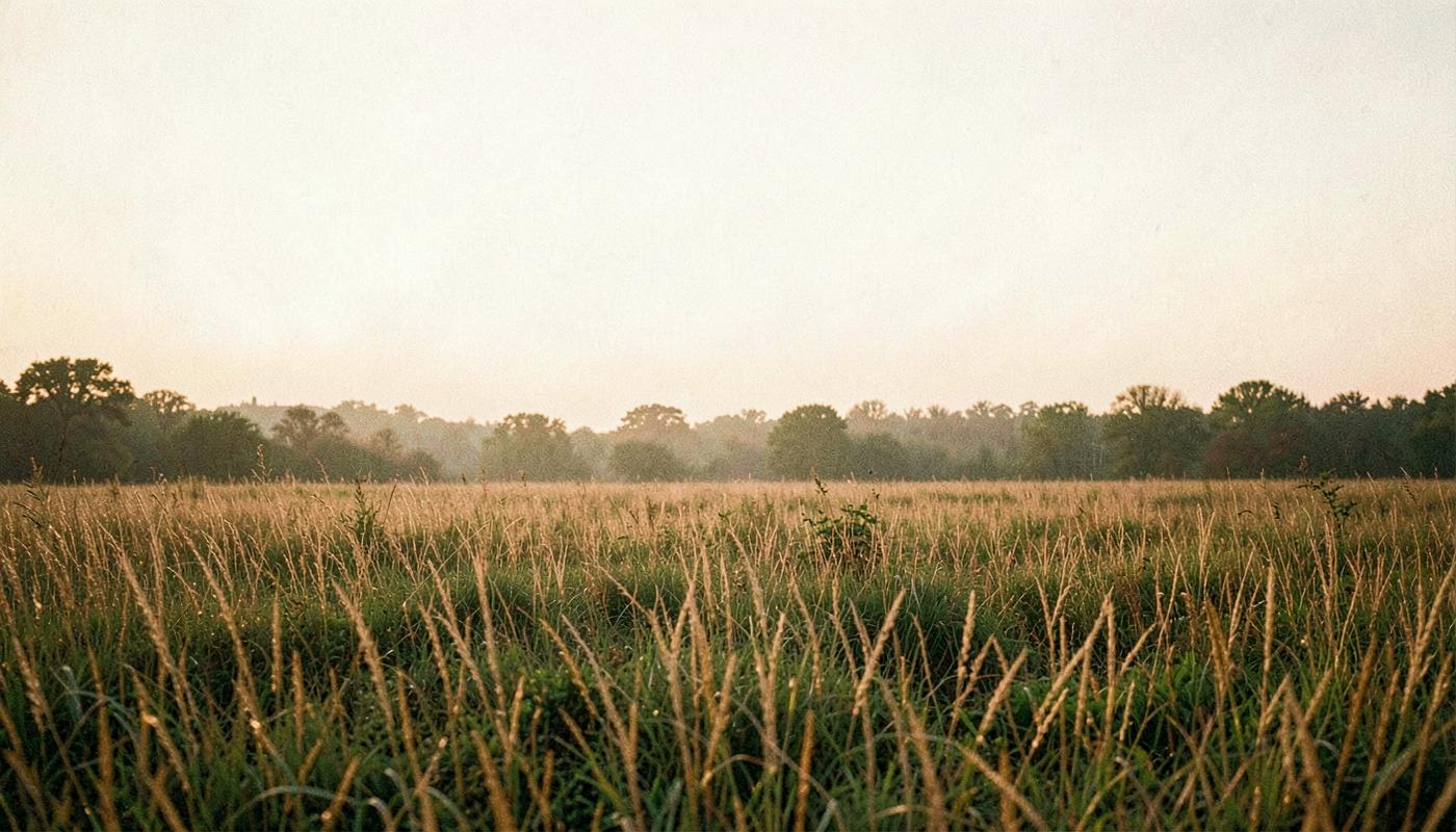 A quiet field at golden hour